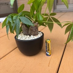 観葉植物パキラ2頭