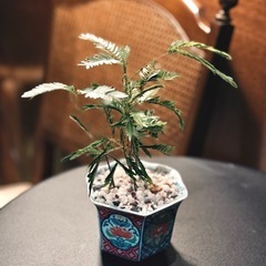 観葉植物　エバーフレッシュ　20cm　おしゃれな鉢と受け皿付き