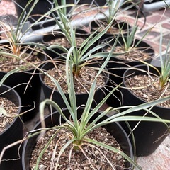 ユッカ　ロストラータ　ロックガーデン　ドライガーデン　植物　アガベ