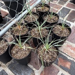 ユッカ　ロストラータ　ロックガーデン　ドライガーデン　植物　アガベの画像
