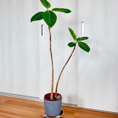 【6/28まで】観葉植物　フィカス　アルテシマ
