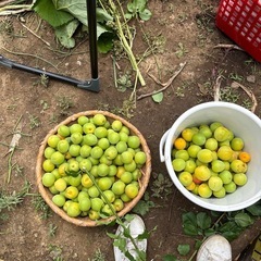 梅の実　白加賀