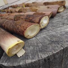 たけのこ　ハチク　真竹　2.5kg分の画像