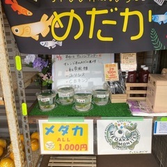 めだか無人販売