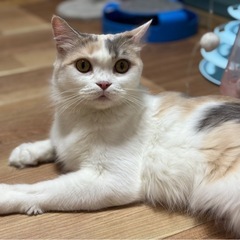 マンチカン長足の女の子避妊済み