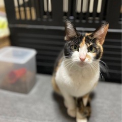 可愛いミケ猫ミリちゃん
