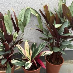 【取りにきてくれる方限定】無料でお譲りします　カラテア セトサ／トリオスター　株分けの画像