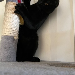 飼えなくなりました