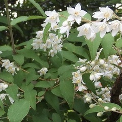 豊田市のカエル谷について