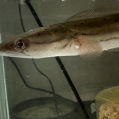 エンペラースネークヘッド 45〜50cm 引取り