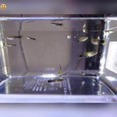 ①ドイツイエロータキシード（稚魚）
