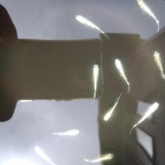メダカ　幹之　10匹の画像