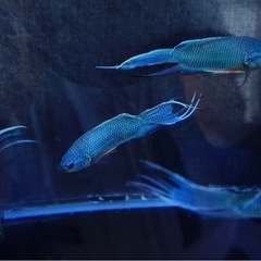 6/8 闘魚路上販売🐟 − 沖縄県