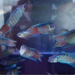 6/8 闘魚路上販売🐟 - 中頭郡