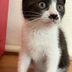 生後２ヶ月にゃんちゃん里親募集