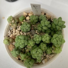 多肉植物　新玉つづり