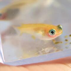 【ポニョ】メダカ 針子 15匹 めだか 出目目前 ぽにょ超キュート🥰️ の画像