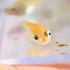 【ポニョ】メダカ 針子 20匹 めだか 出目目前 ぽにょ超キュー...