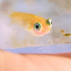 【ポニョ】メダカ 針子 15匹 めだか 出目目前 ぽにょ超キュート🥰️ の画像