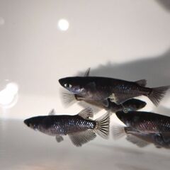 メダカ［曜変天目］めだか5匹