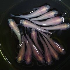 出目パンダ　10匹　800円になります。