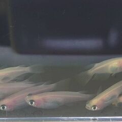 出目パンダ　10匹　800円になります。の画像