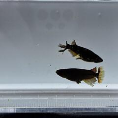 メダカ、オロチ黄鰭スワロー1ﾍﾟｱの画像