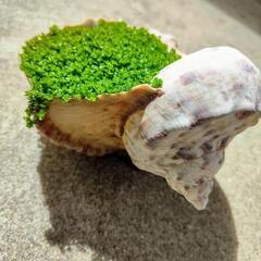 貝殻鉢の観葉植物