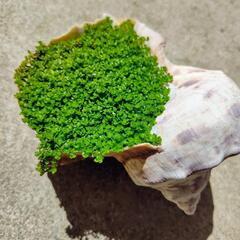 値下げ✨貝殻鉢の観葉植物