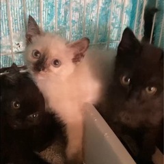 黒シャム兄妹