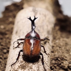 カブトムシオス　or カブトムシペア
