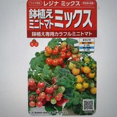 鉢植えミニトマト、レジナトマトの苗の画像