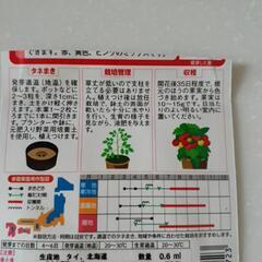 鉢植えミニトマト、レジナトマトの苗の画像