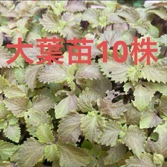 大葉株10株
