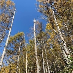 【格安】熊本の樹木の伐採、根切り等　承ります。 - 剪定/造園