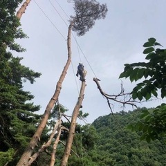 【格安】熊本の樹木の伐採、根切り等　承ります。 − 熊本県