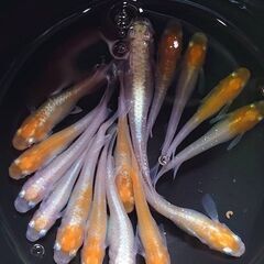 紅白体外光めだか　選別モレ　10匹　600円にてお譲りします。