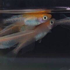 紅白体外光めだか　選別モレ　10匹　600円にてお譲りします。の画像