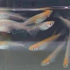 紅白体外光めだか　選別モレ　10匹　600円にてお譲りします。の画像