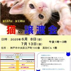 神戸市三宮 猫の譲渡会