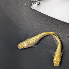 ✨サンシャイン✨　メダカ1prの画像