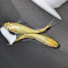 ✨サンシャイン✨　メダカ1prの画像