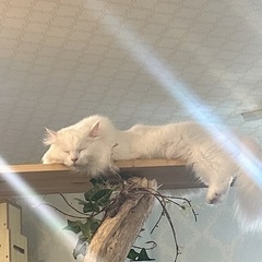 区外住みさん✦.*