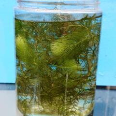 水草A