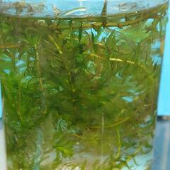 水草B