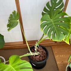 観葉植物（パキラ、モンステラ）０～３００円
