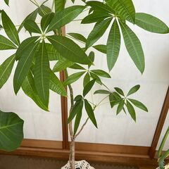 観葉植物（パキラ、モンステラ）０～３００円の画像