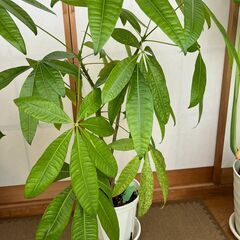 観葉植物（パキラ、モンステラ）０～３００円の画像