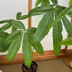 観葉植物（パキラ、モンステラ）０～３００円の画像