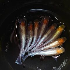 紅白体外光めだか　卵　20個　600円にてお譲りします。